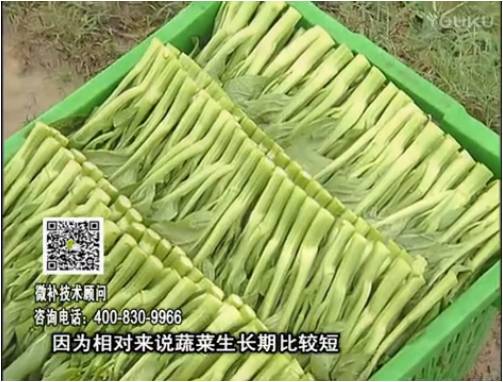 20170306珠江臺搖錢(qián)樹(shù)：蔬菜澆施微補根力鈣+精力，提高蔬菜長(cháng)勢，減少病害，提高收益
