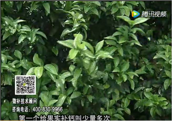 20170605珠江臺搖錢(qián)樹(shù)：柑橘果實(shí)補鈣如何做？