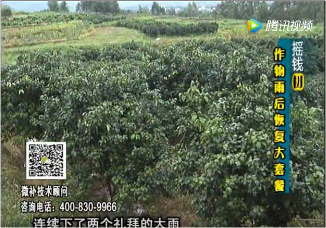 20170626珠江臺搖錢(qián)樹(shù)：果樹(shù)蔬菜長(cháng)勢弱落果？