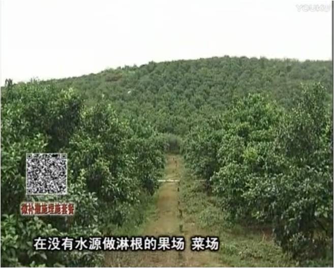 20170703珠江臺搖錢(qián)樹(shù)：雨水多樹(shù)勢弱，撒施因迪樂(lè )調酸促根壯長(cháng)勢