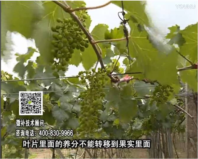 20170717珠江臺搖錢(qián)樹(shù)：果實(shí)補鈣充足，噴施螯合鈣+精華液+保葉素，品質(zhì)高、耐存儲