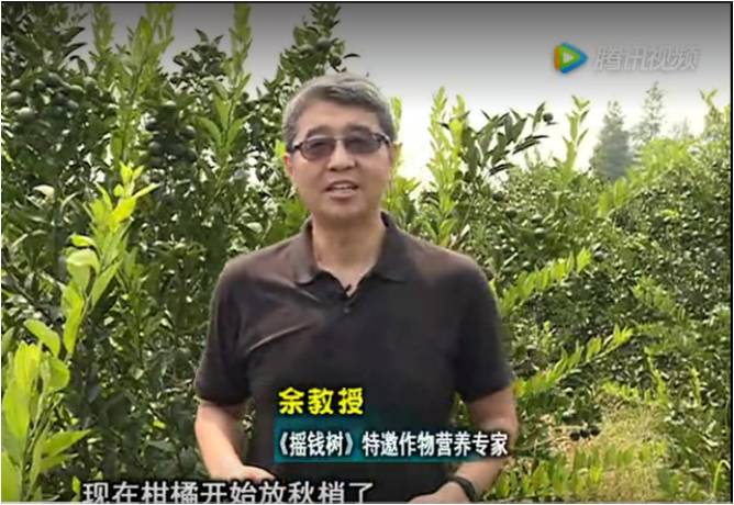 20170821珠江臺搖錢(qián)樹(shù)：柑橘如何放秋梢？