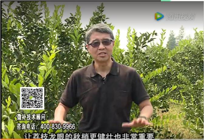 20170821珠江臺搖錢(qián)樹(shù)：荔枝龍眼采后恢復