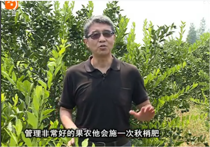 20170904珠江臺搖錢(qián)樹(shù)：柑橘用因迪樂(lè )，樹(shù)勢健壯、果品質(zhì)高