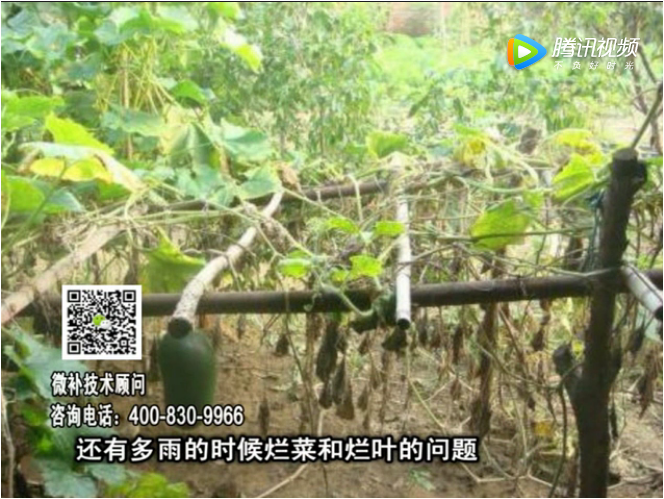 20170911珠江臺搖錢(qián)樹(shù)：蔥干尖蔬菜爛葉早衰？