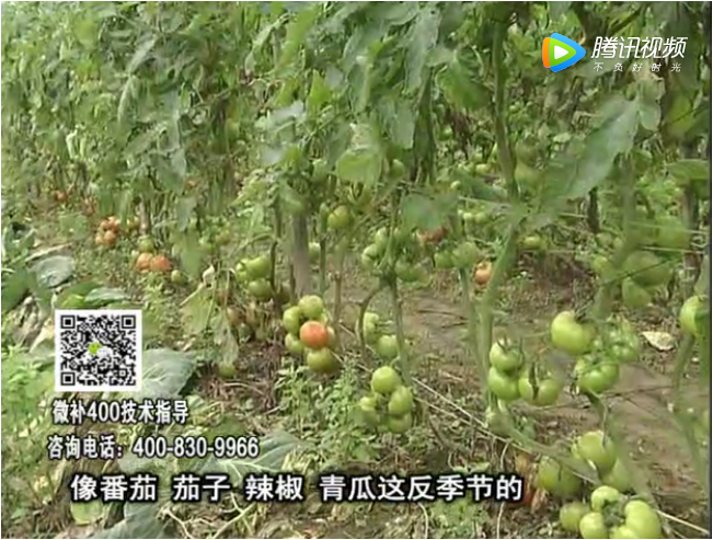 珠江臺搖錢(qián)樹(shù)：茄果瓜類(lèi)蔬菜提高開(kāi)花坐果