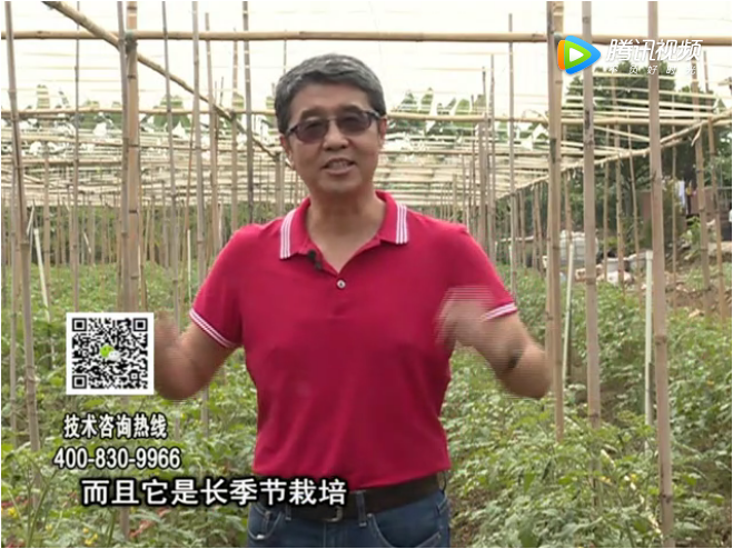 20171120珠江臺搖錢(qián)樹(shù)：番茄如何增產(chǎn)增收？