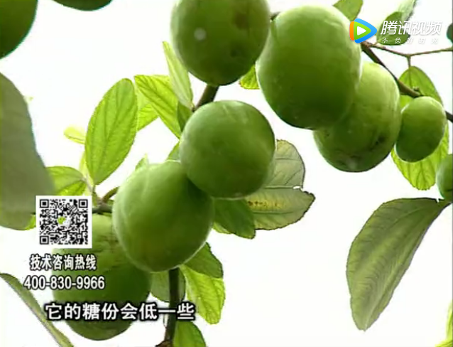 20171204珠江臺搖錢(qián)樹(shù)：青棗膨果增甜如何做？