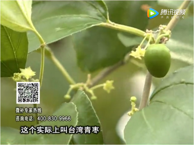 20171106珠江臺搖錢(qián)樹(shù)：青棗果大清甜如何種？