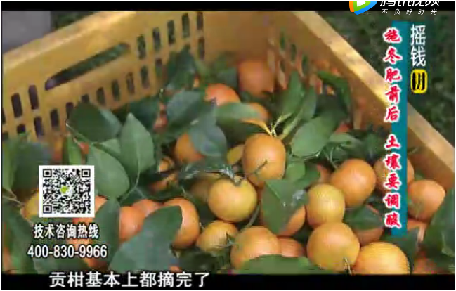 20180101珠江臺搖錢(qián)樹(shù)：柑橘土壤酸化怎么辦？