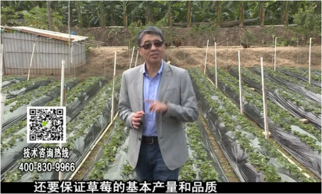 20180108珠江臺搖錢(qián)樹(shù)：草莓苗弱膨果增甜如何做？