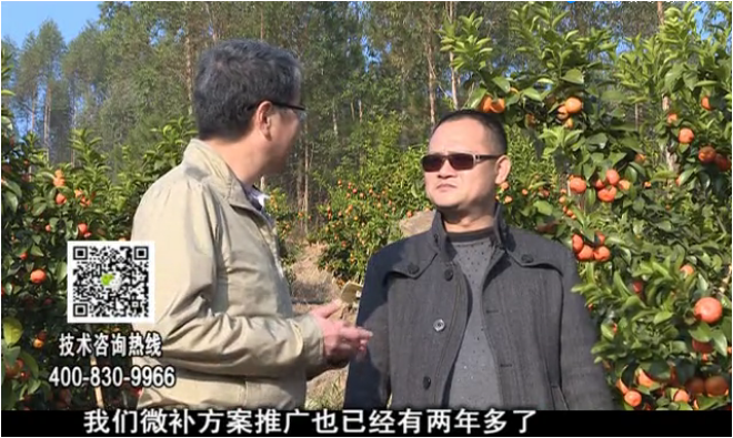 20180122珠江臺(tái)搖錢(qián)樹(shù)：廣西柑橘如何管？產(chǎn)量賣(mài)相好?